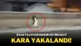 Sivas’ta Leylek Baharı Getirecekti, Kara Yakalandı!