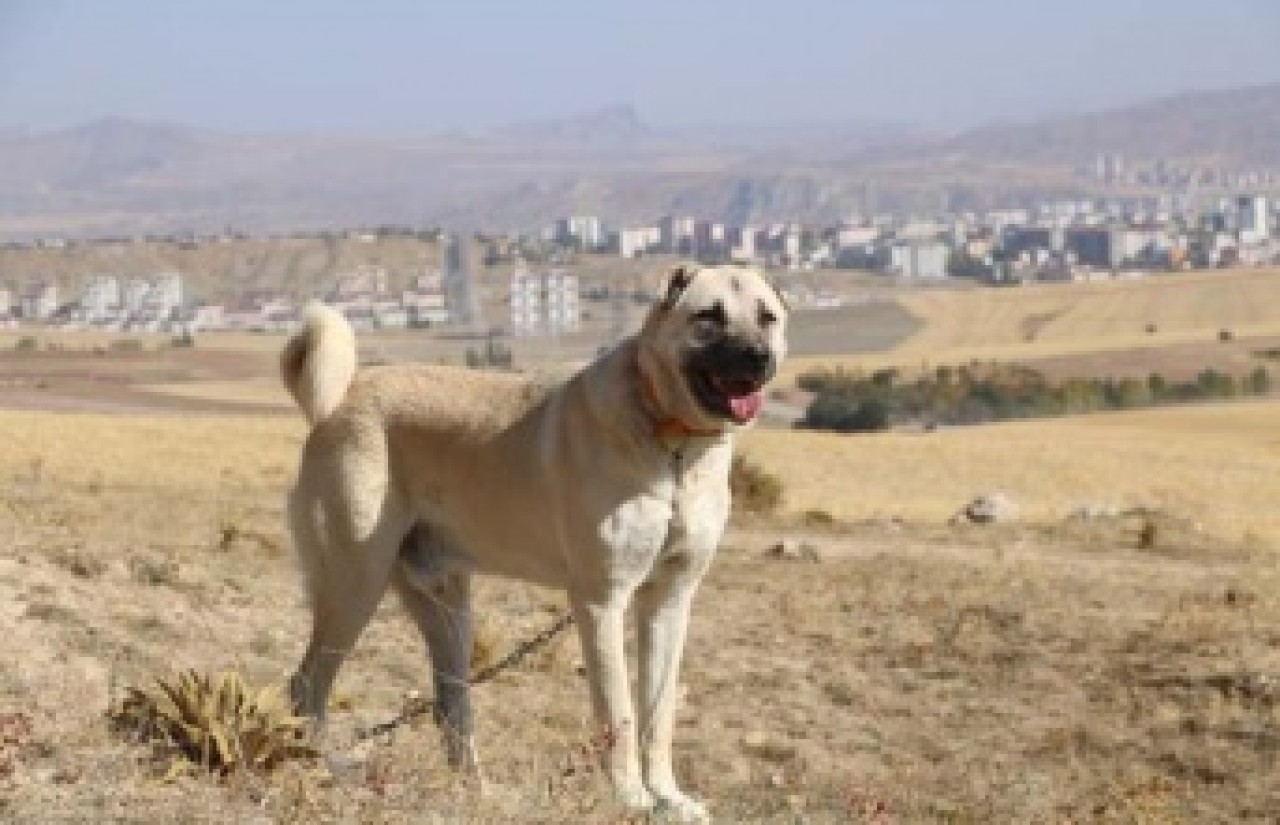 Dünyanın en güçlü  çene yapısına sahip