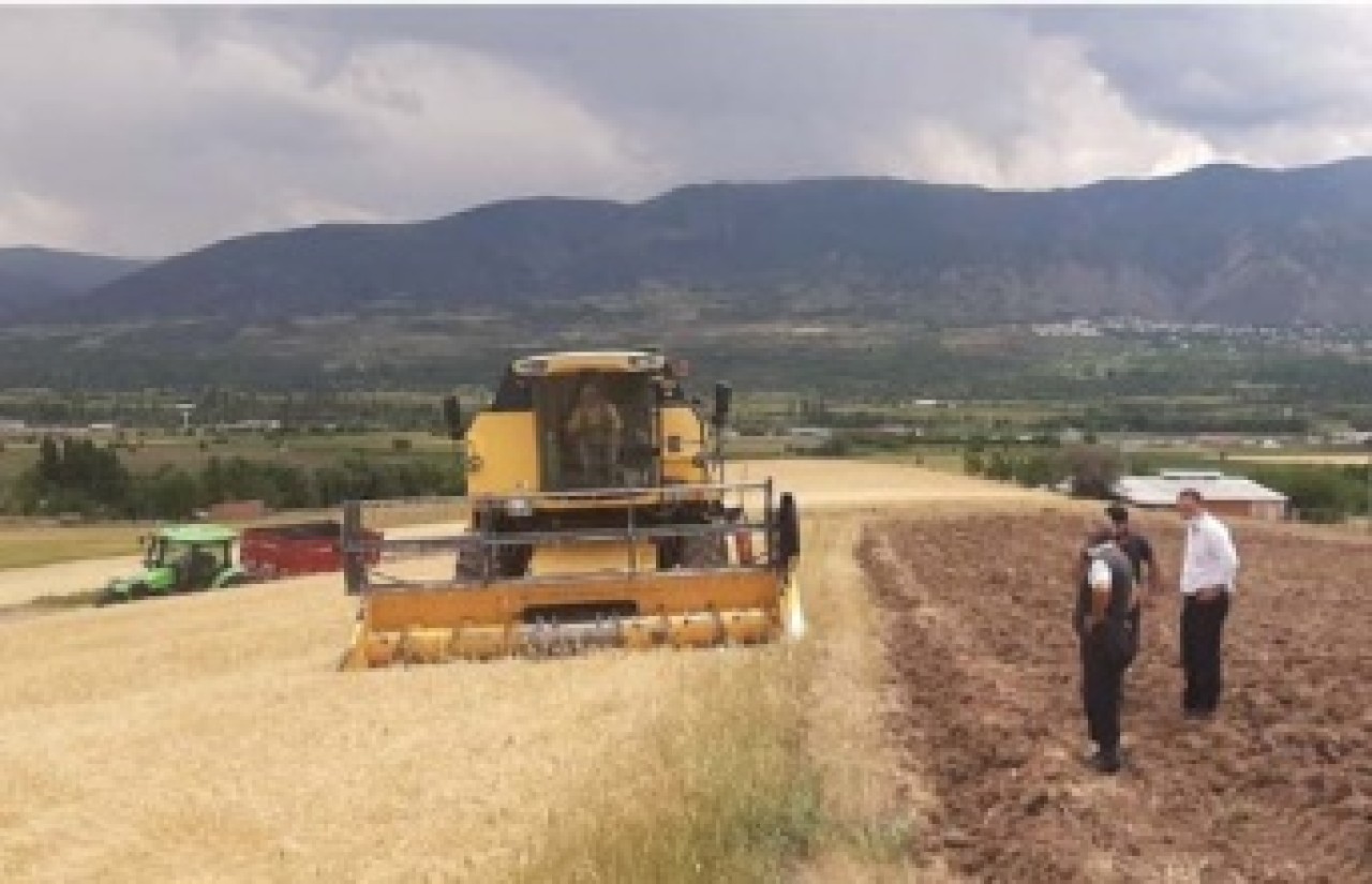 Emon cinsi arpanın  hasadına başlandı