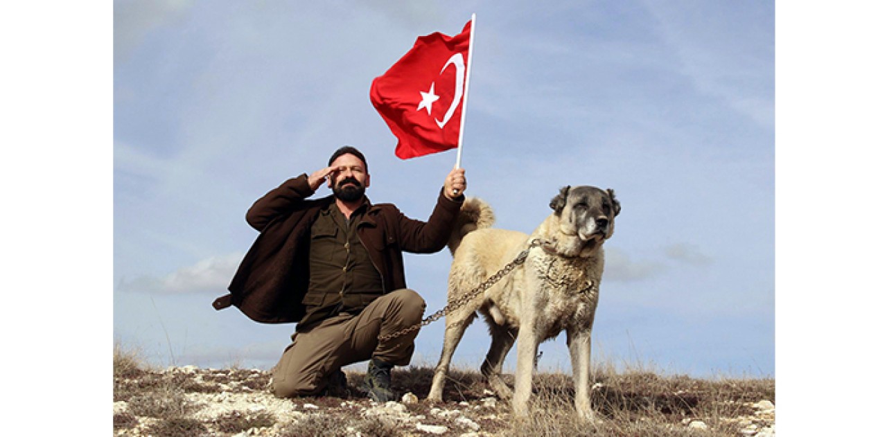 Türk Kangalı,  ABD'nin aslanına karşı