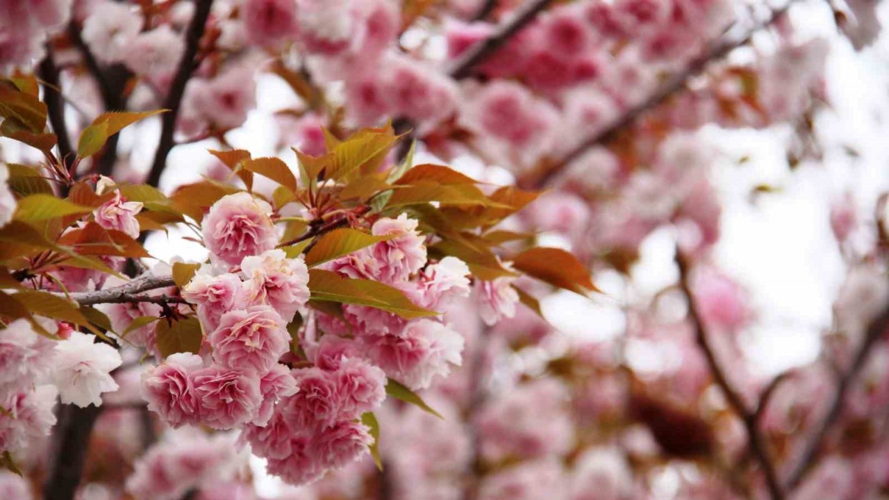 Güzel kokusuyla rengarenk çiçeği ile sakura ağacı