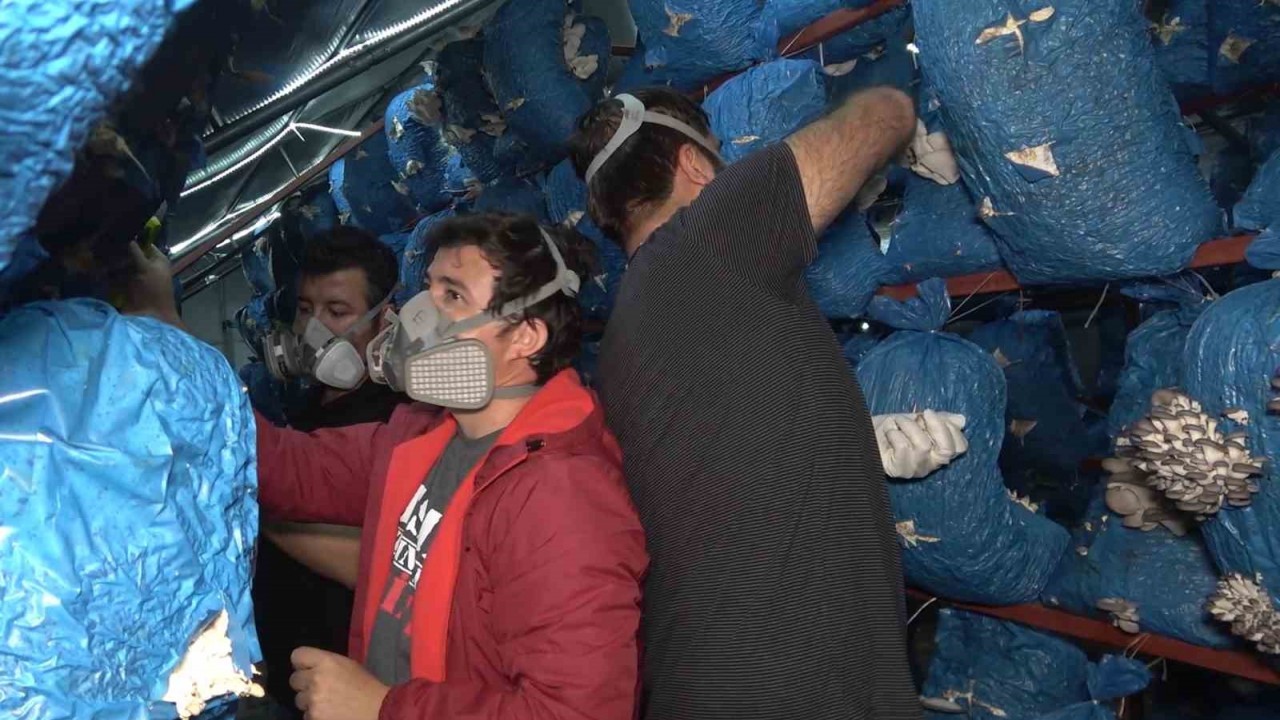 Çocukluk arkadaşı 3 mühendis istiridye mantarı üretiyor: Kilosu 70 liradan satılıyor