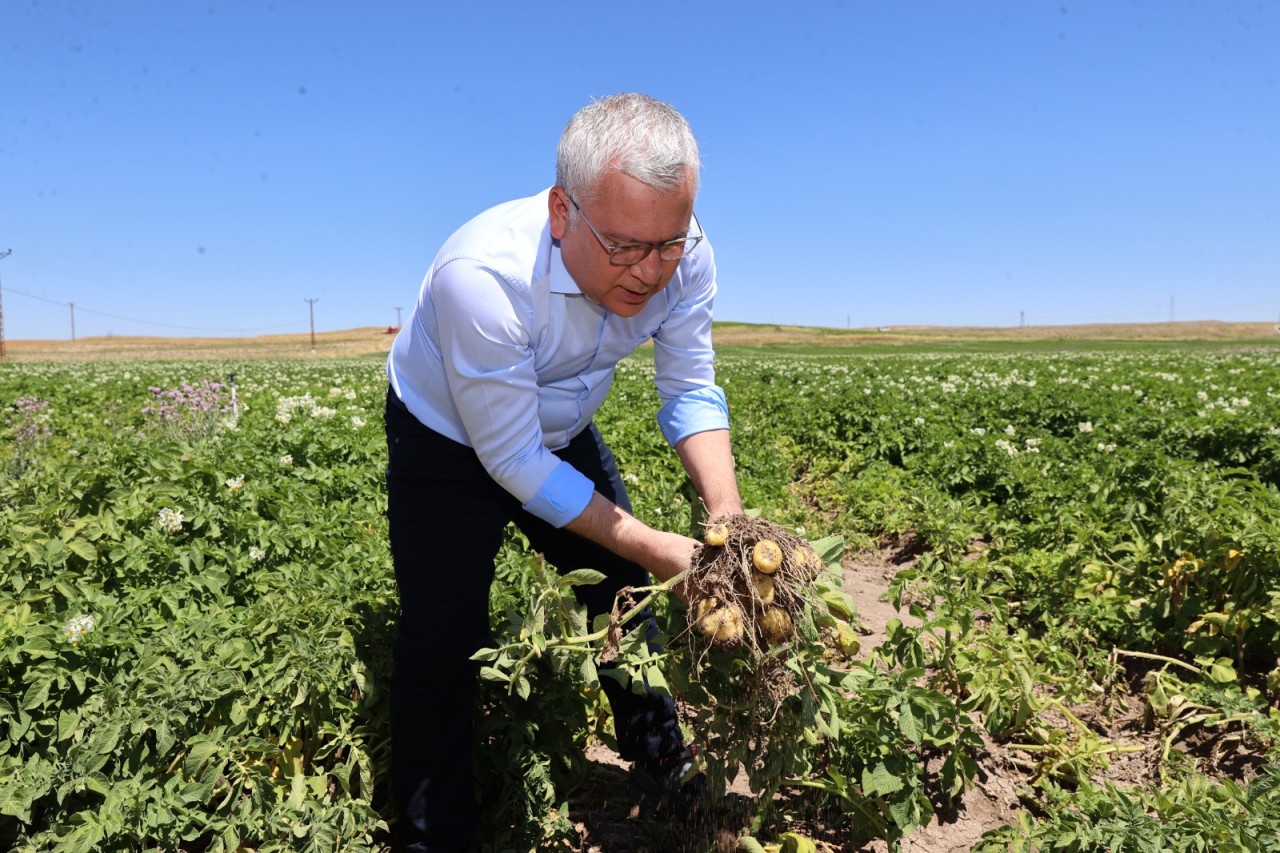 PATATESTE REKOR REKOLTE BEKLENİYOR