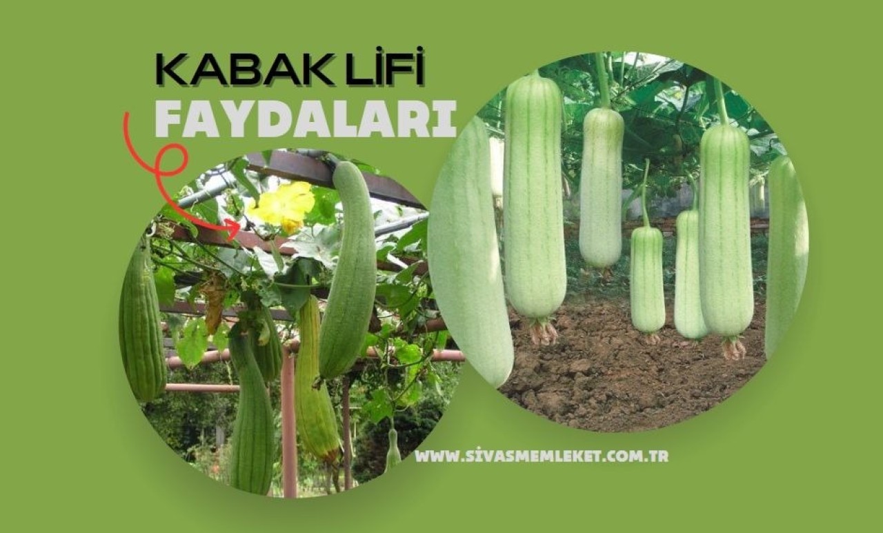KABAK LİFİ NEDİR? NASIL KULLANILIR? FAYDALARI NELERDİR?