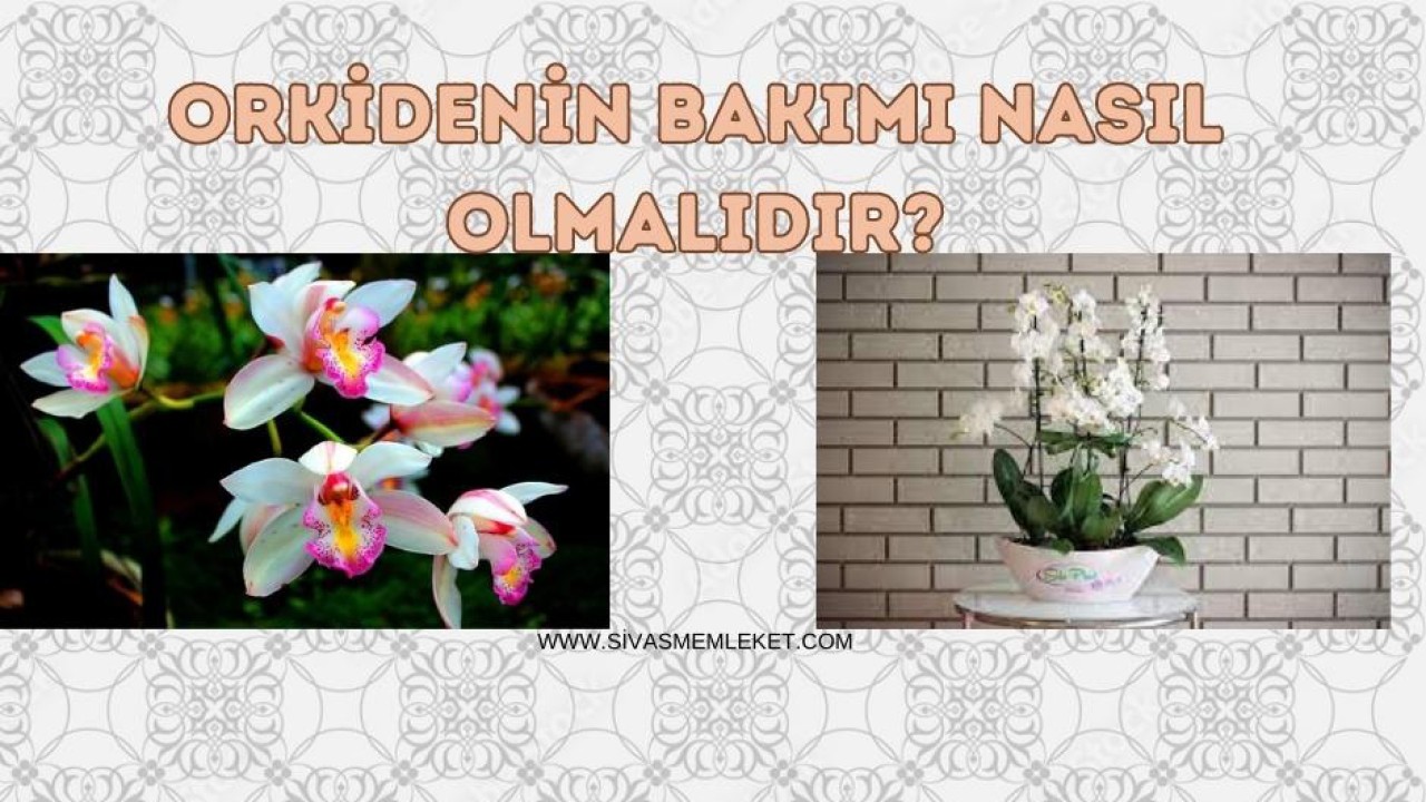 ORKİDENİN BAKIMI NASIL OLMALIDIR