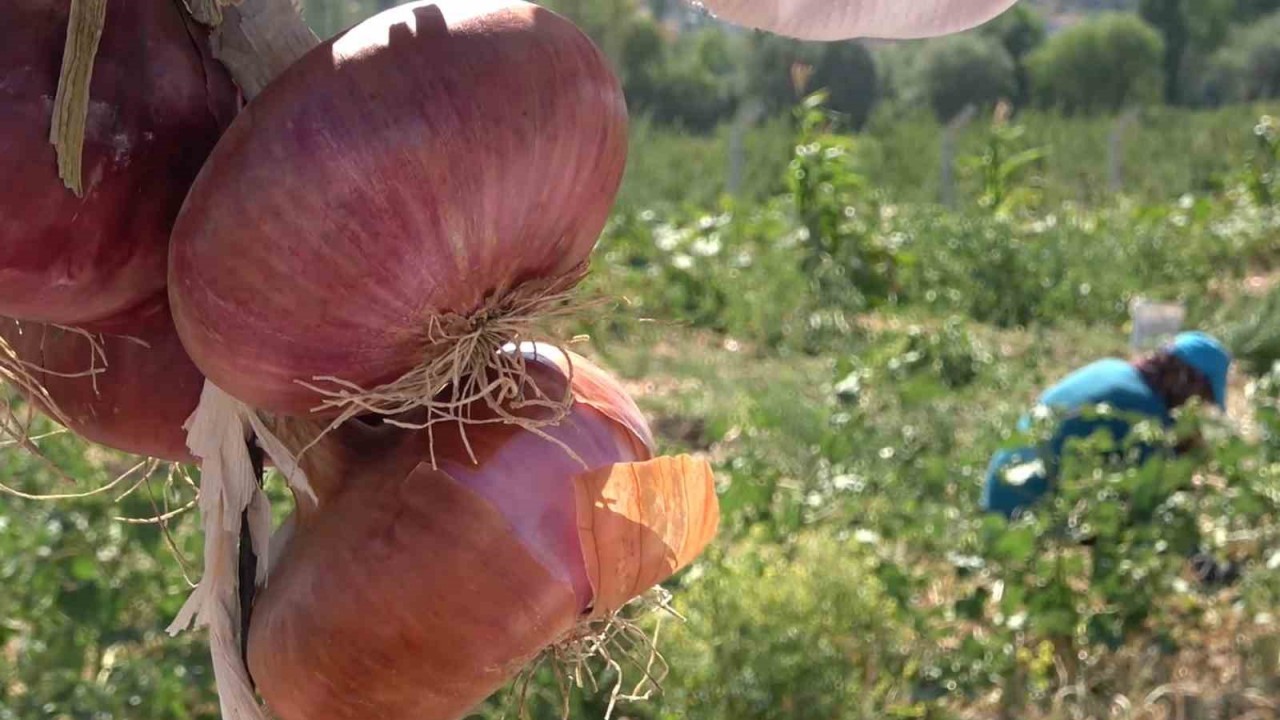 Coğrafi işaretli ’Kılıçlar soğanı’nın hasadı başladı