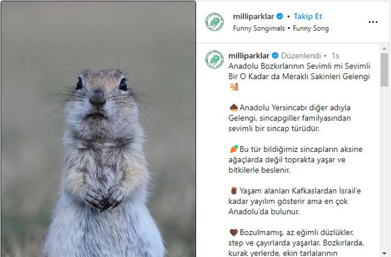 Milli Parklar’ın Anadolu yersincabı paylaşımı beğeni topladı