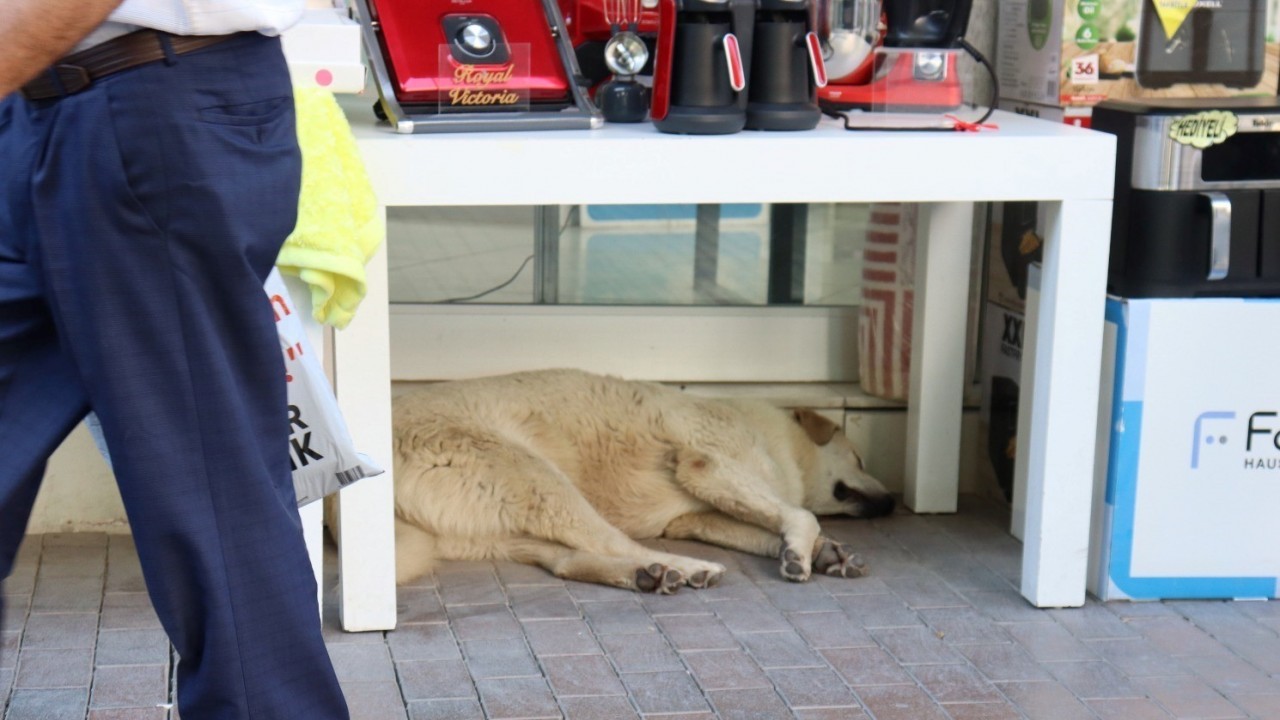Sıcaktan yorgun düşen sevimli köpek masa altına sığındı