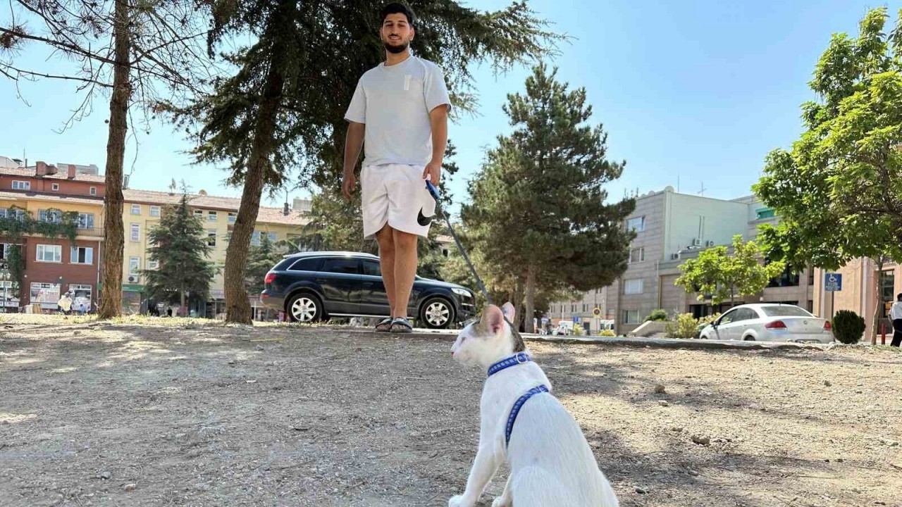 Tasmasıyla dolaşan kedi şehrin her yerini geziyor