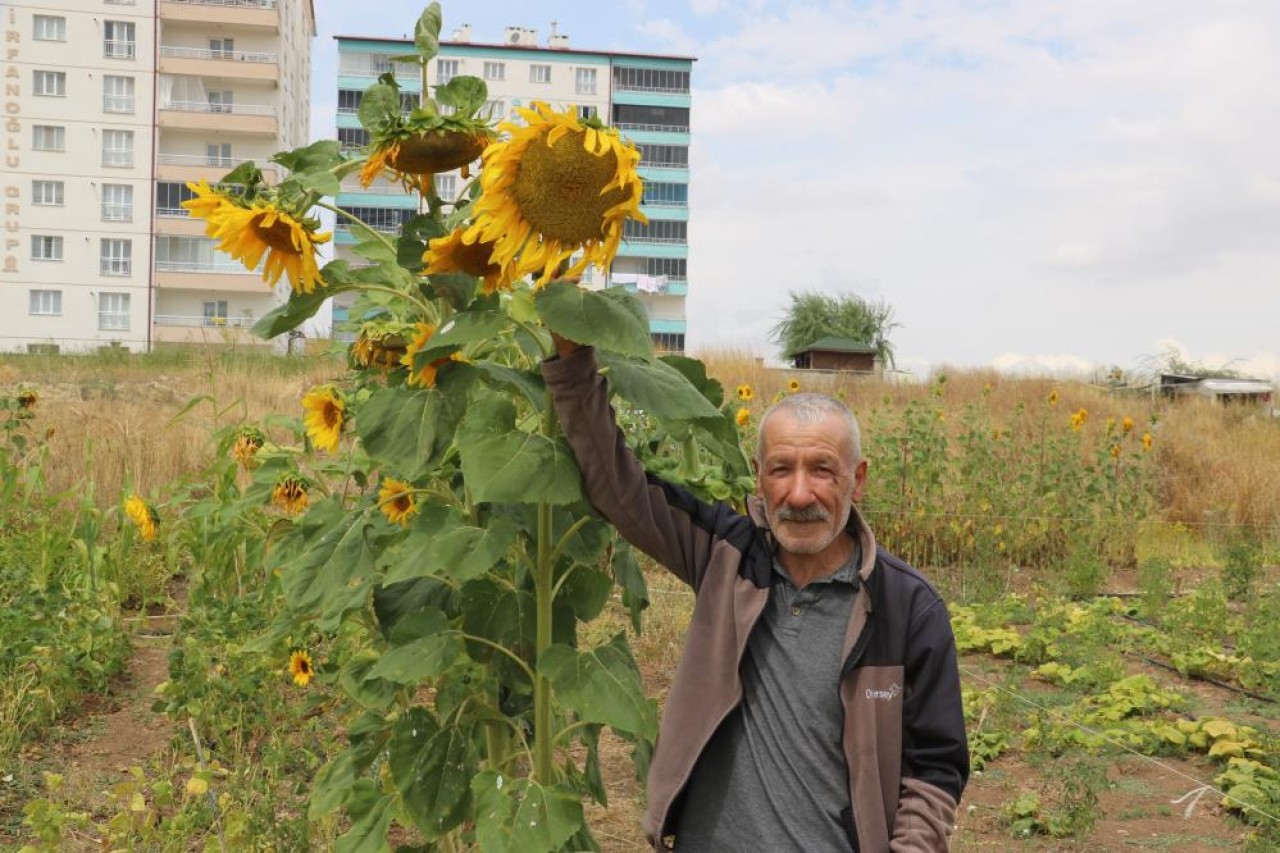 İSRAİL’E İNAT ÜRETTİĞİ ATA TOHUMLARINI ÜCRETSİZ DAĞITIYOR