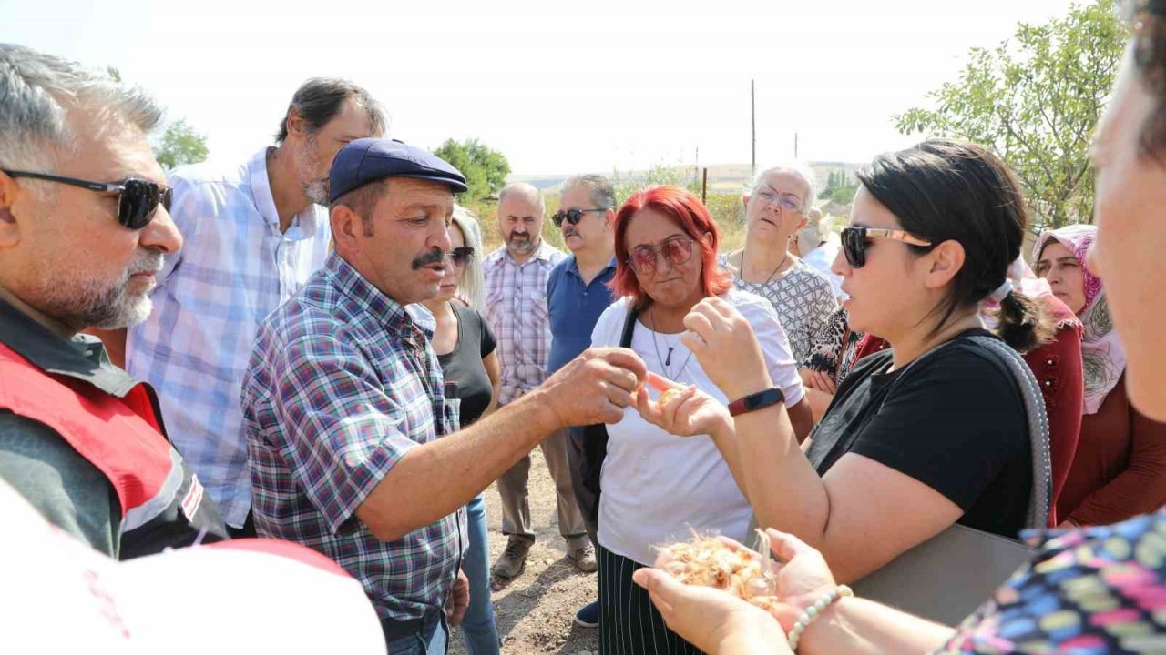 Altın bitki safran Eskişehirli hanımlara umut oluyor