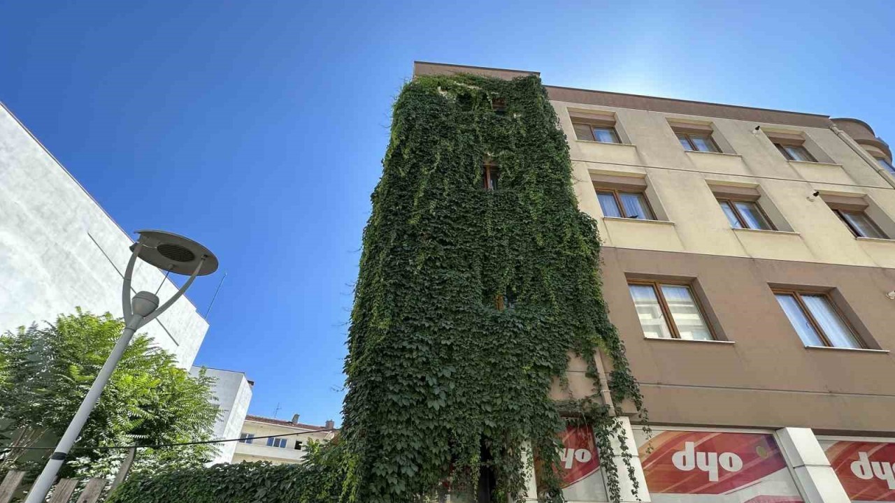 Apartmanı saran sarmaşıklar dikkat çekiyor