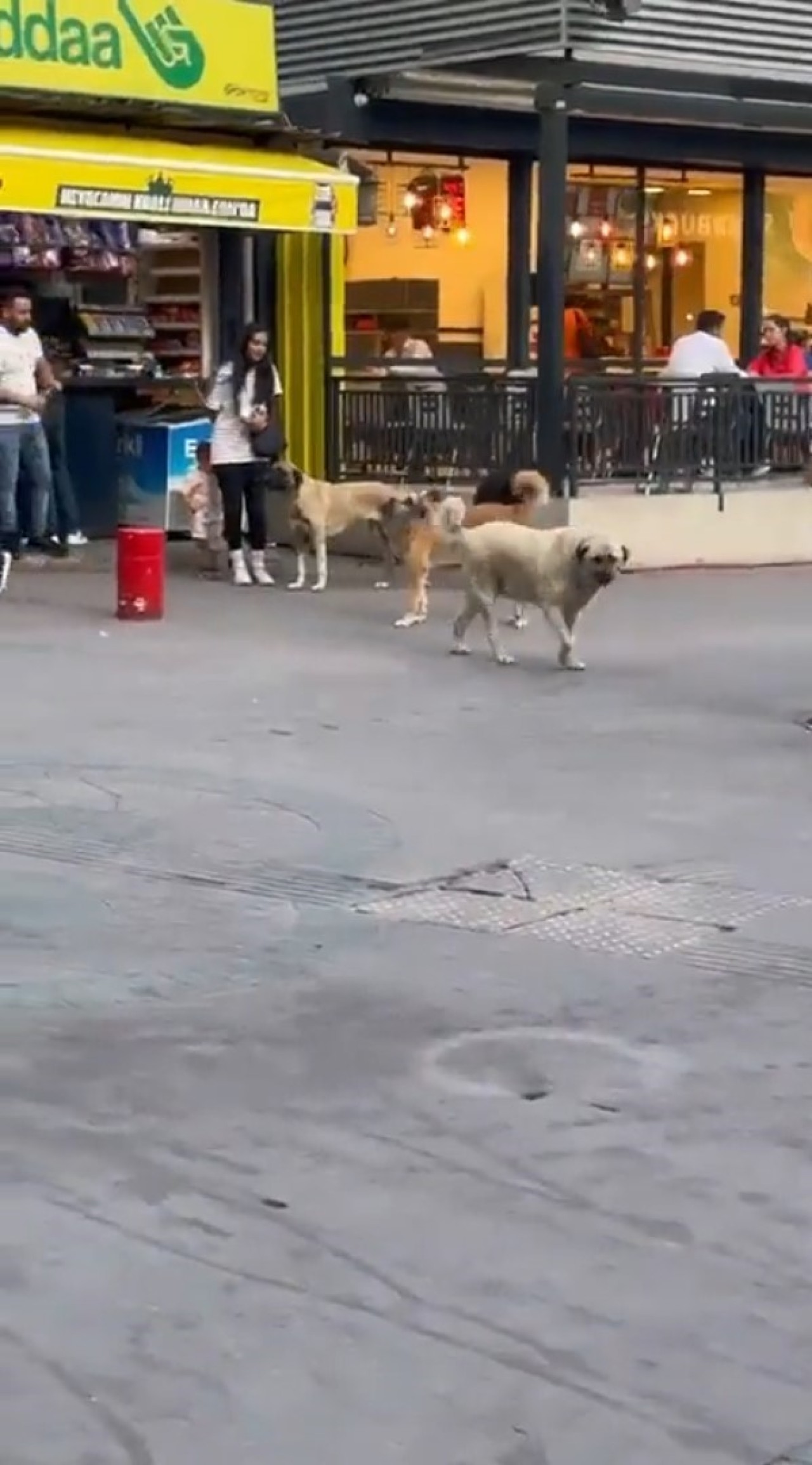 Başıboş sokak köpekleri,  küçük çocuğu olan bir kadının etrafını çevirdi