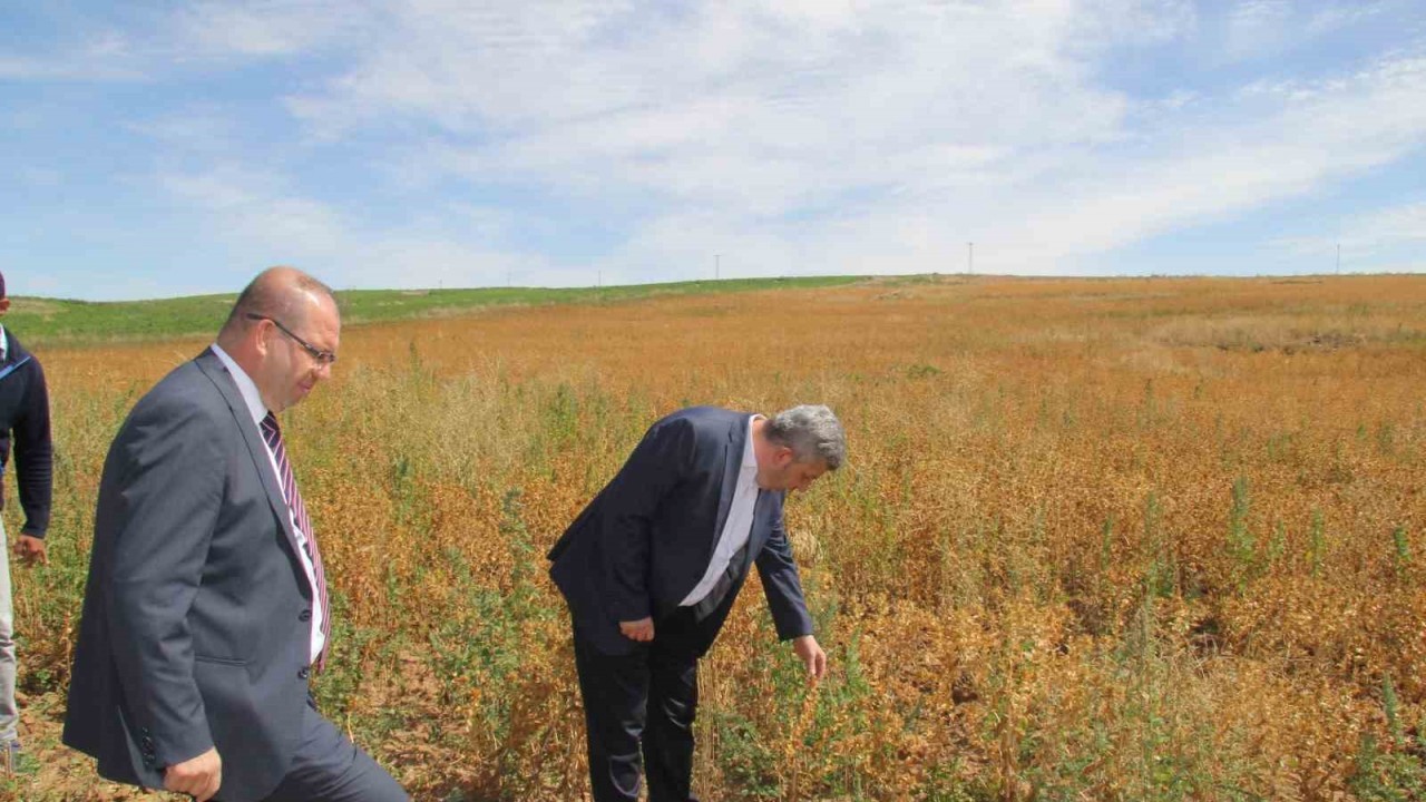 Başkan Altun ve Kaymakam Gülen’den ihtiyaç sahipleri için Aspir hasadı