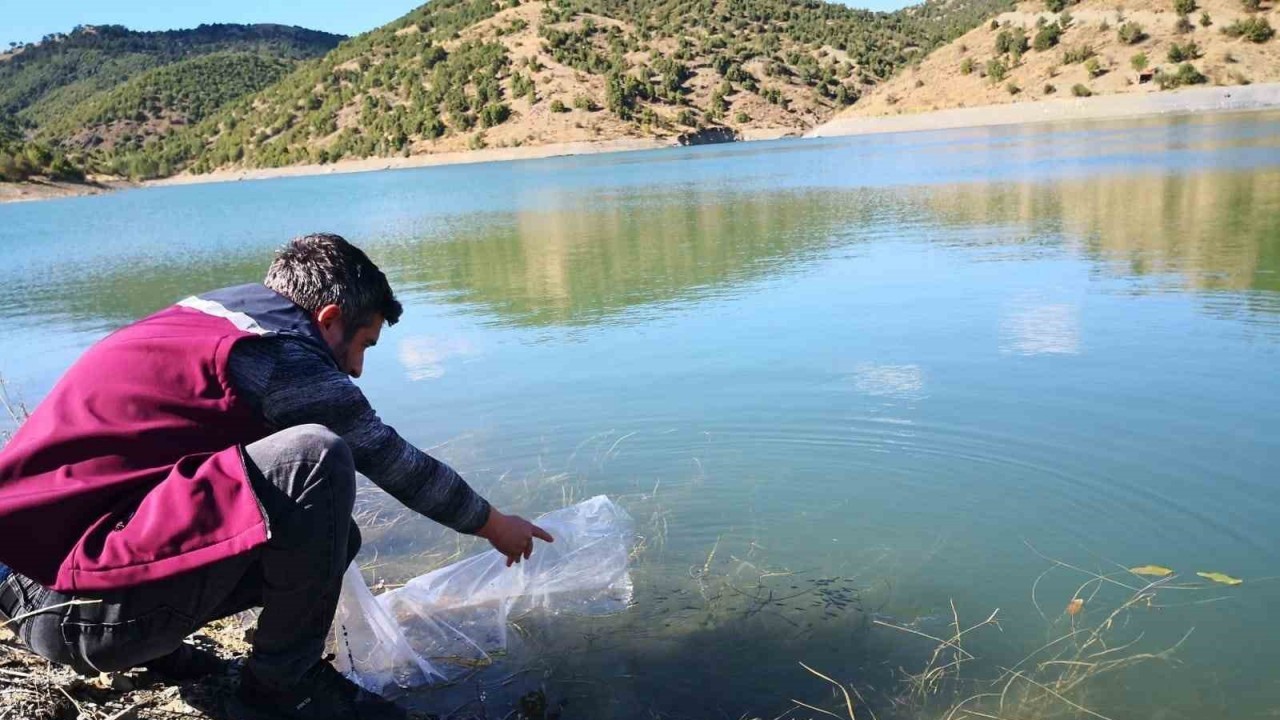 Çankırı’daki 26 gölete 562 bin yavru sazan balığı bırakıldı