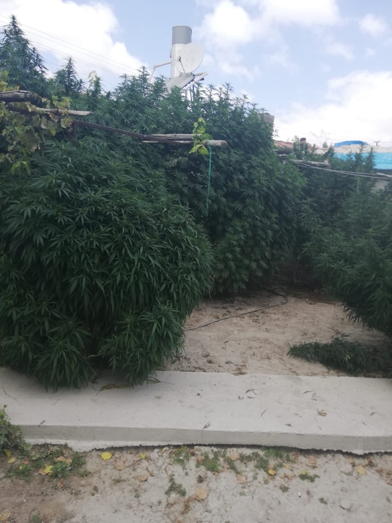 Karapınar’da 31 kök Hint keneviri ele geçirildi
