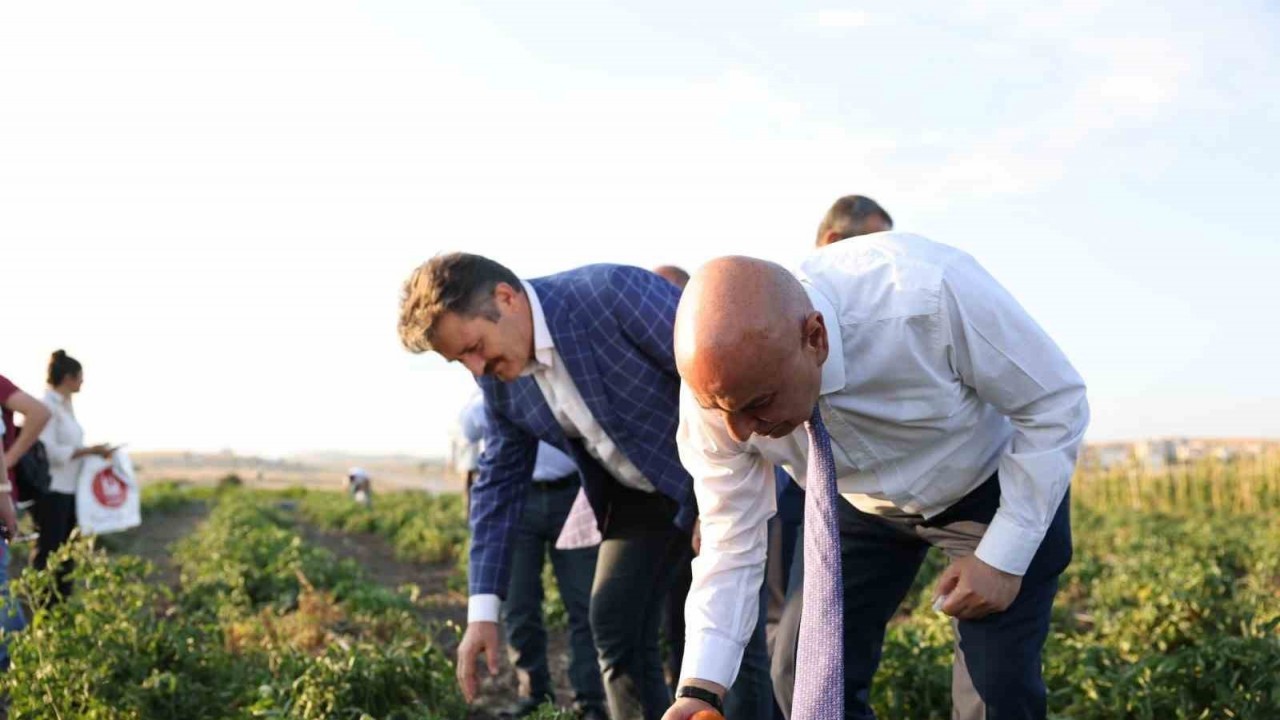 Keçiören’de Belediyesinin bostanlarında hasat yapıldı