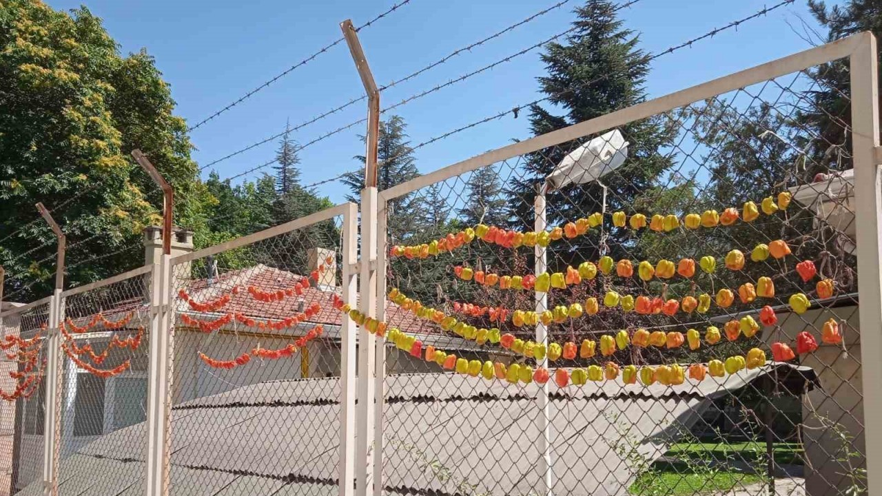 Kurutulmak için asılan biberlerin renkli görüntüsü