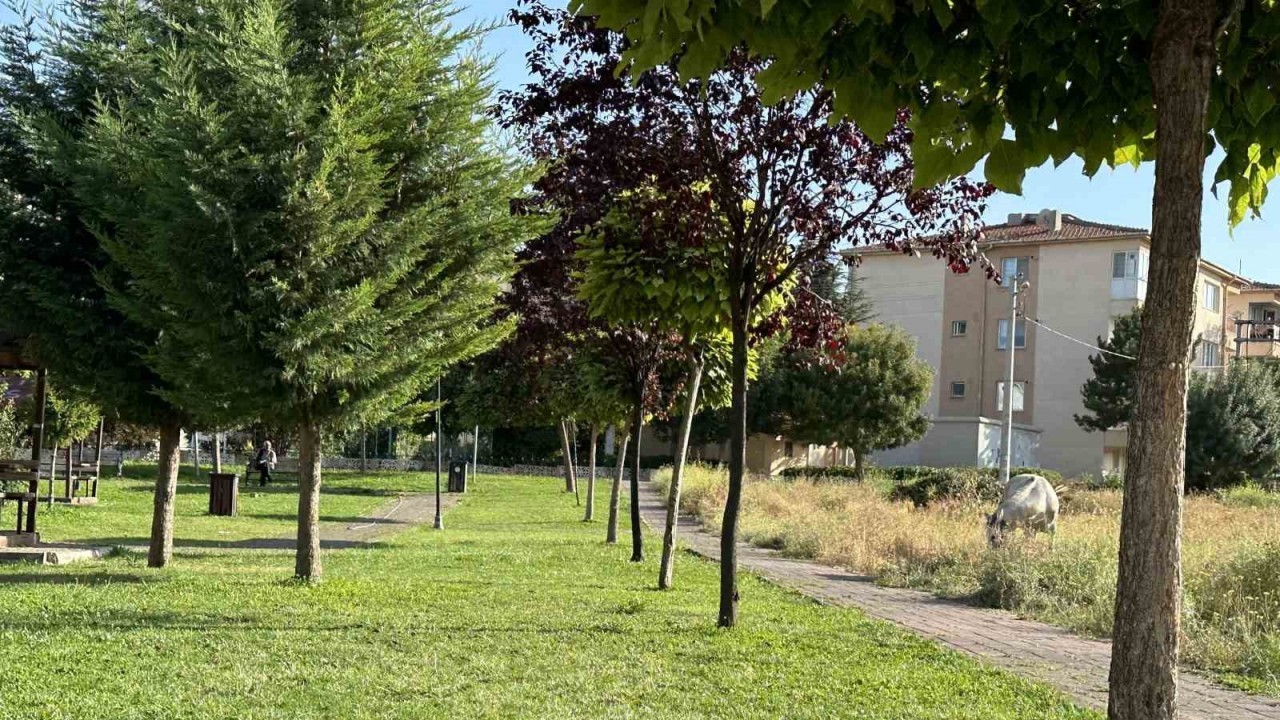 Mahalle sakinlerinin başı boş at sıkıntısı devam ediyor