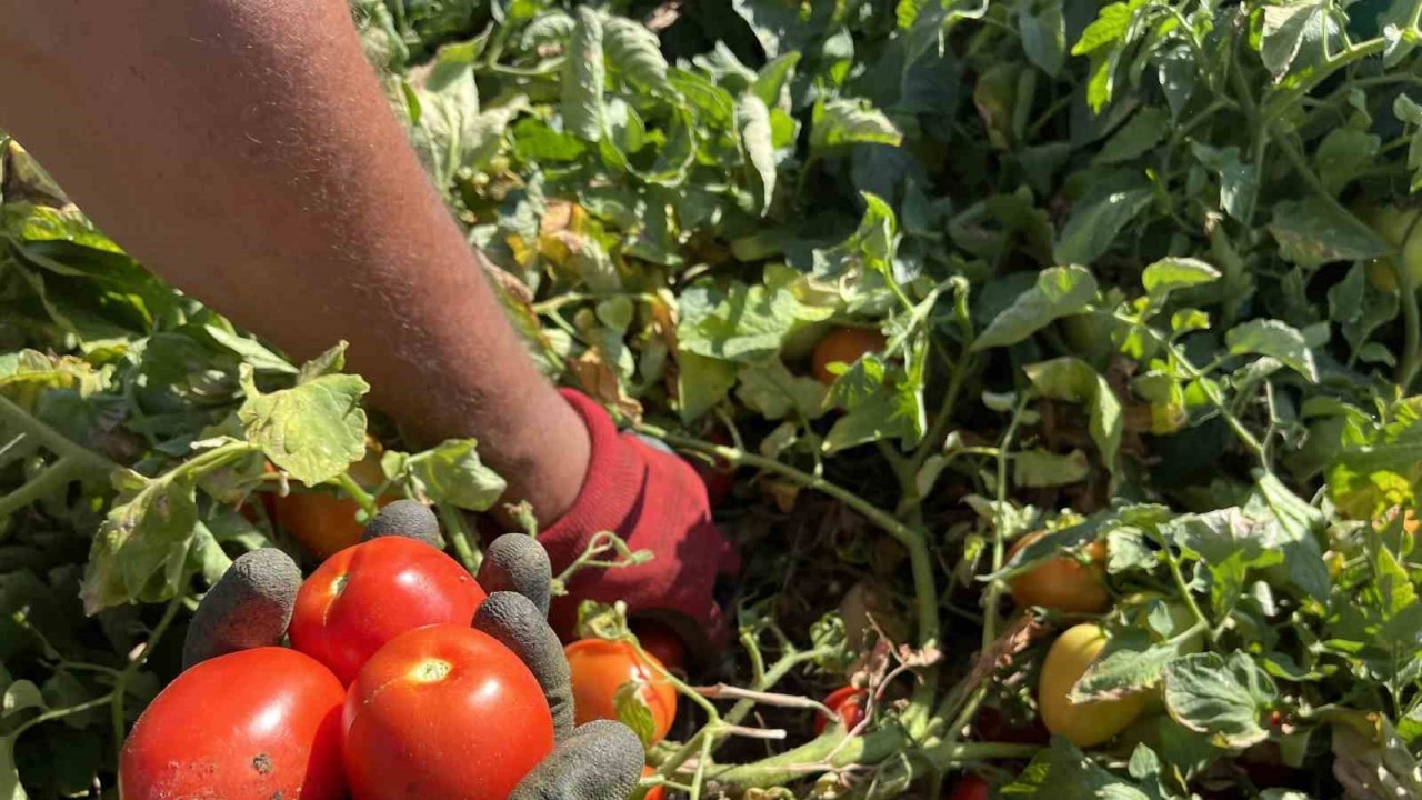 (ÖZEL) Domatese yağışlar yaradı sıcaklar ise yaktı