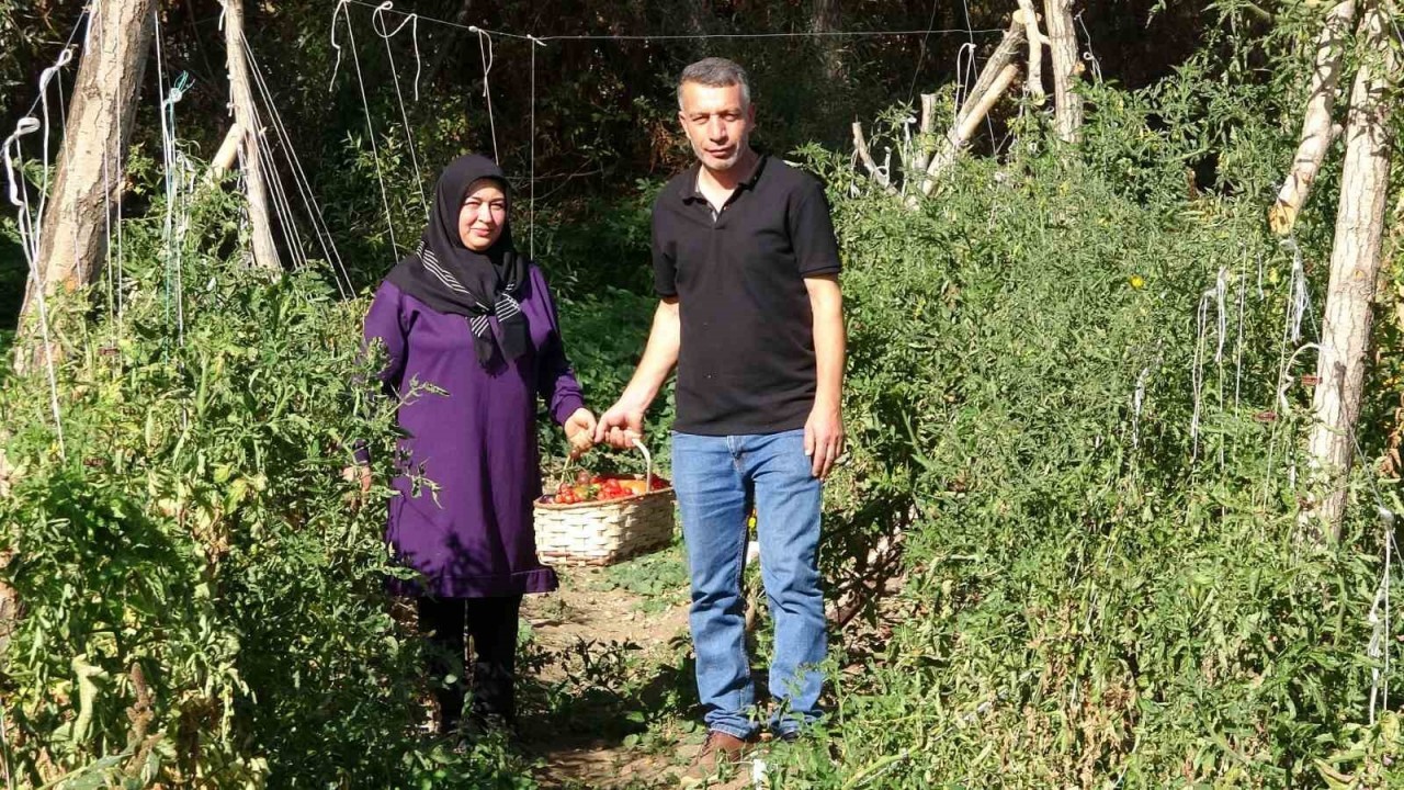 Yozgatlı çift,  sağlıklı nesiller için ata tohumu üretiyor