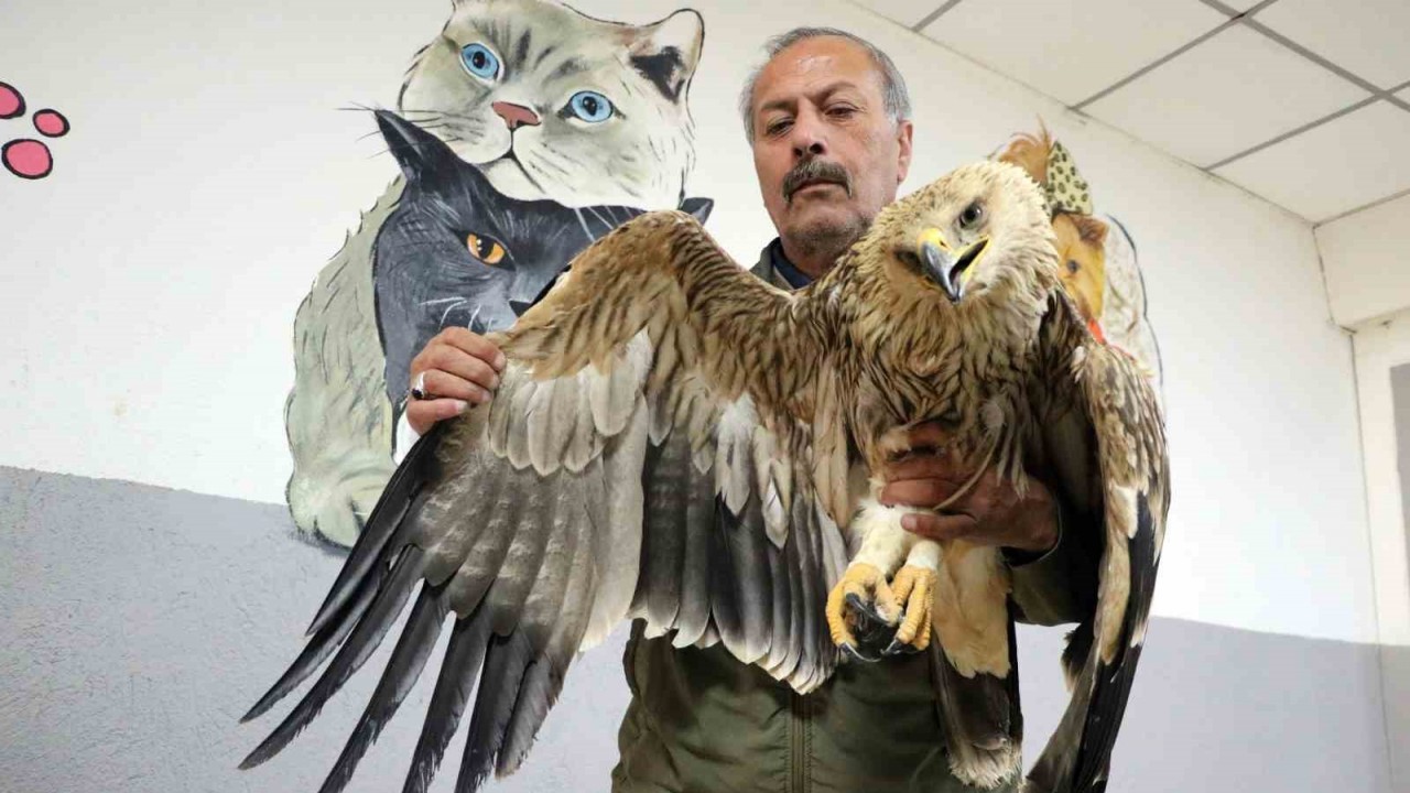 Yozgat’ta yorgun ve bitkin halde şah kartalı bulundu