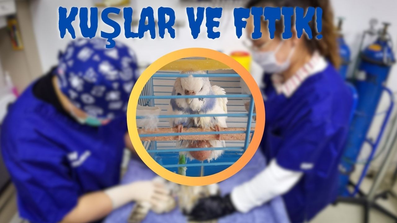 Kuşlar ve Fıtık: Evcil Kuşlarınızın Sağlığını Güvende Tutun