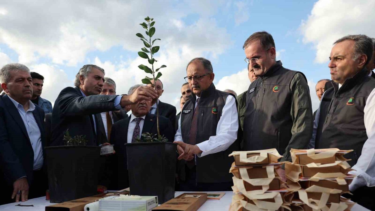 Bakan Özhaseki,  ahlat ve alıç ağaçlarına aşılama yaptı