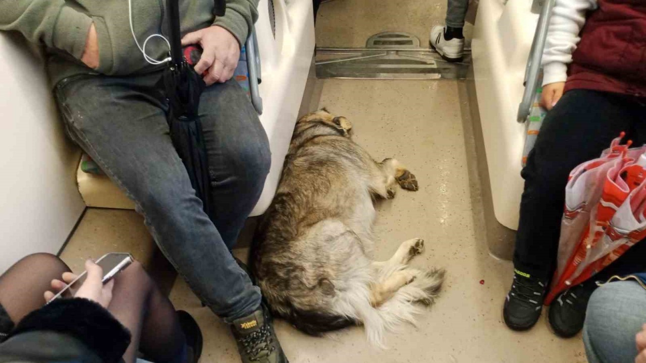 Dışarıda üşüyen köpek tramvaya sığındı