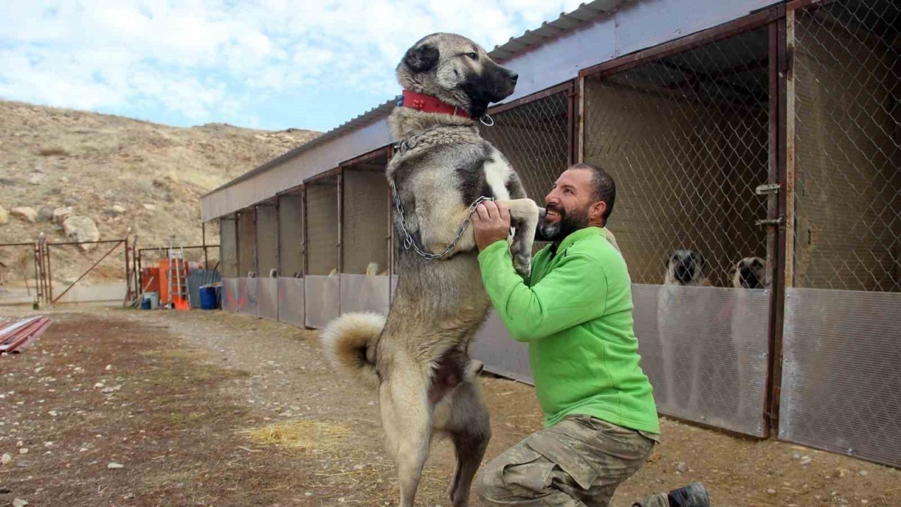 Dünyanın En Sadık En Korumacı Köpeği