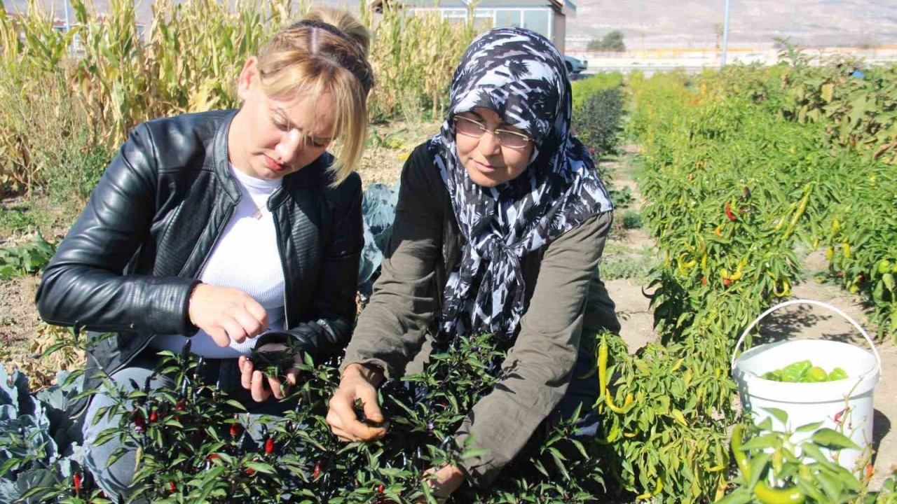 Kadınlar topraktan sofraya üretim yapıyor
