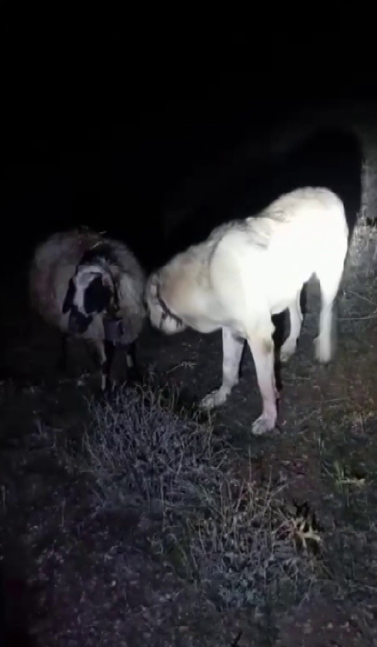 Sadakatin Adı: Gemerek'te Kangal Köpeği,  Rahatsızlanan Koyunu Bir An Olsun Yalnız Bırakmadı