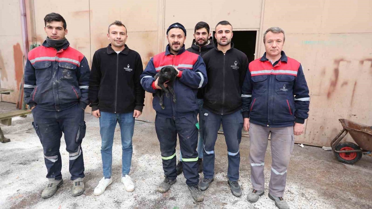 Sokak Köpekleri Saldırdı Belediye Çalışanları Sahiplendi
