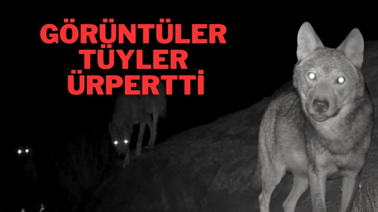 Görüntüler Tüyler Ürpertti