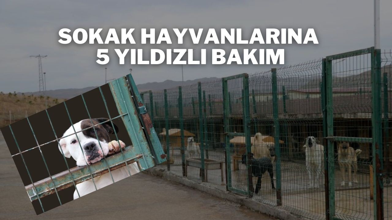 Sokak Hayvanlarına 5 Yıldızlı Bakım