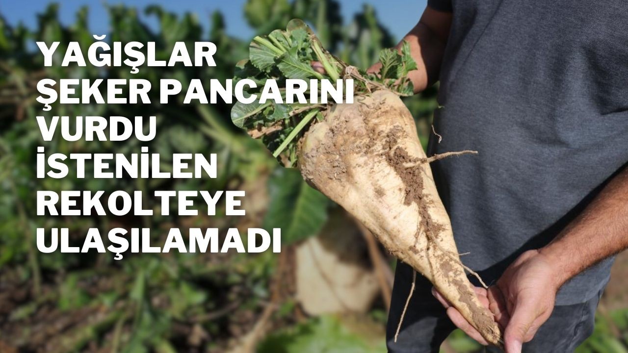 Yağışlar Şeker Pancarını Vurdu,  İstenilen Rekolteye Ulaşılamadı
