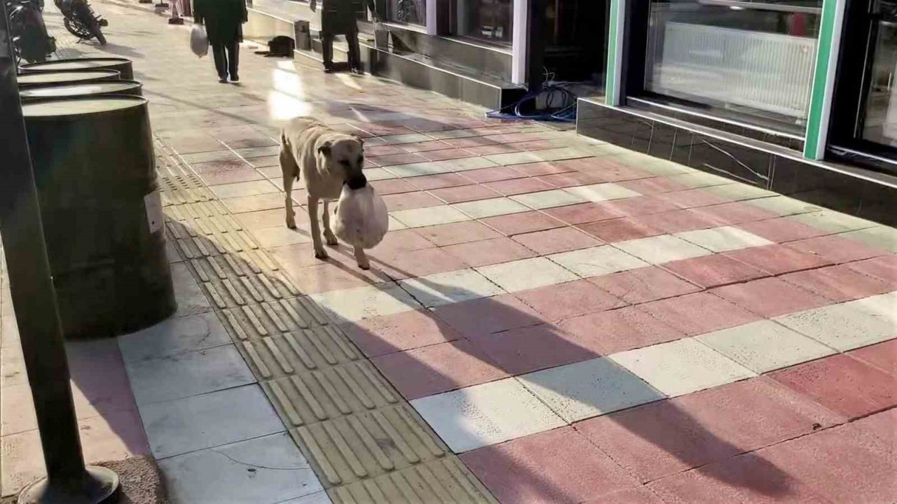 Anne Köpeğin Şefkati Duygulandırdı