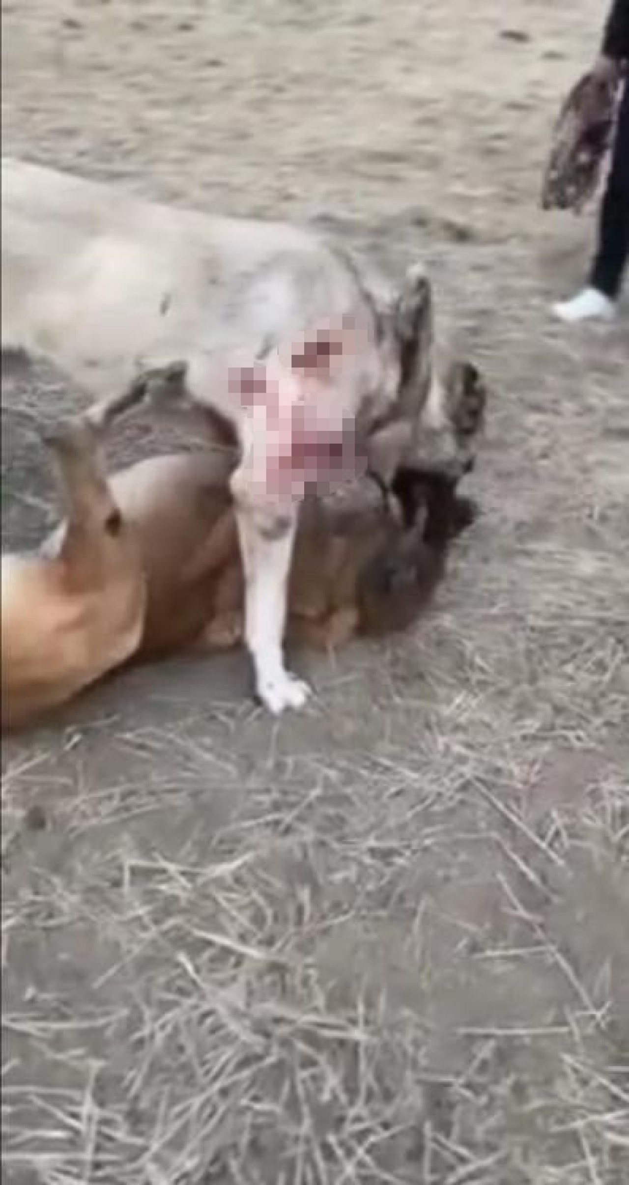 Köpek Dövüştürücüleri Büyük Tepki Topladı