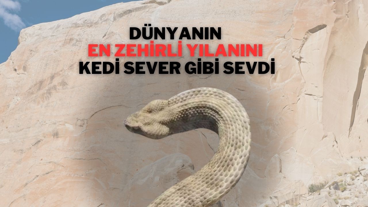 Dünyanın En Zehirli Yılanını Kedi Sever Gibi Sevdi