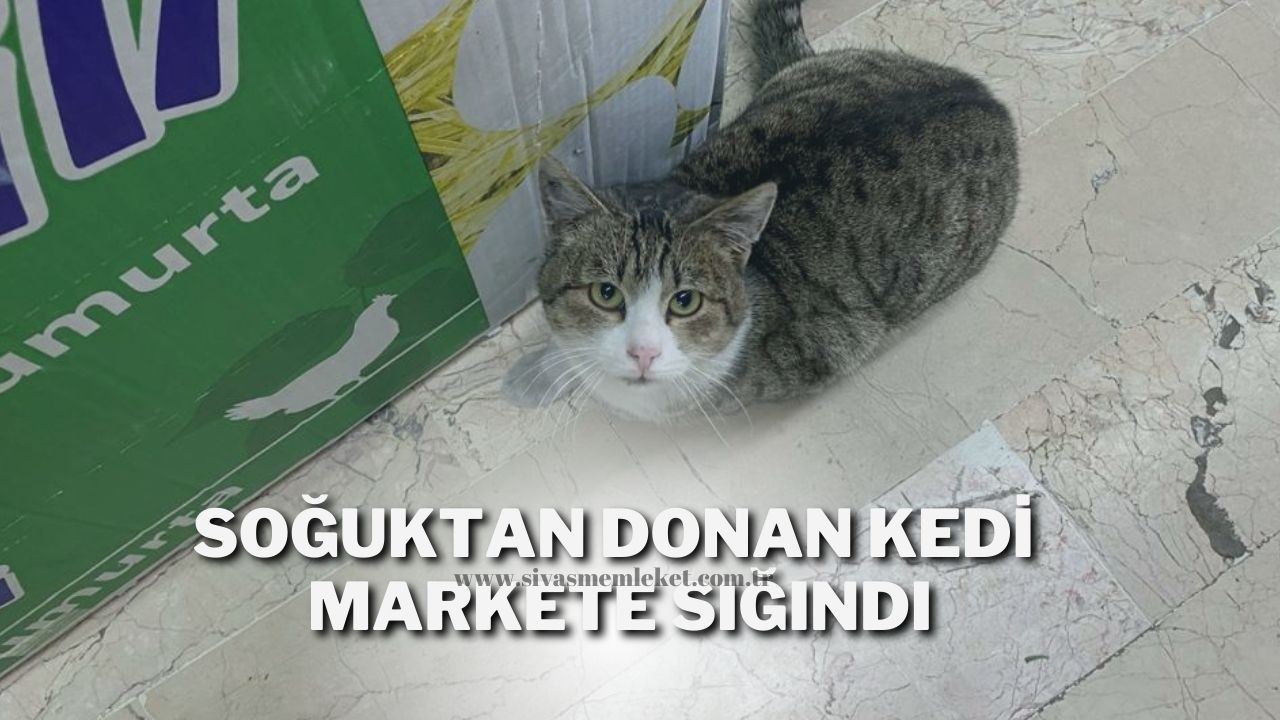 Soğuktan Donan Kedi Markete Sığındı