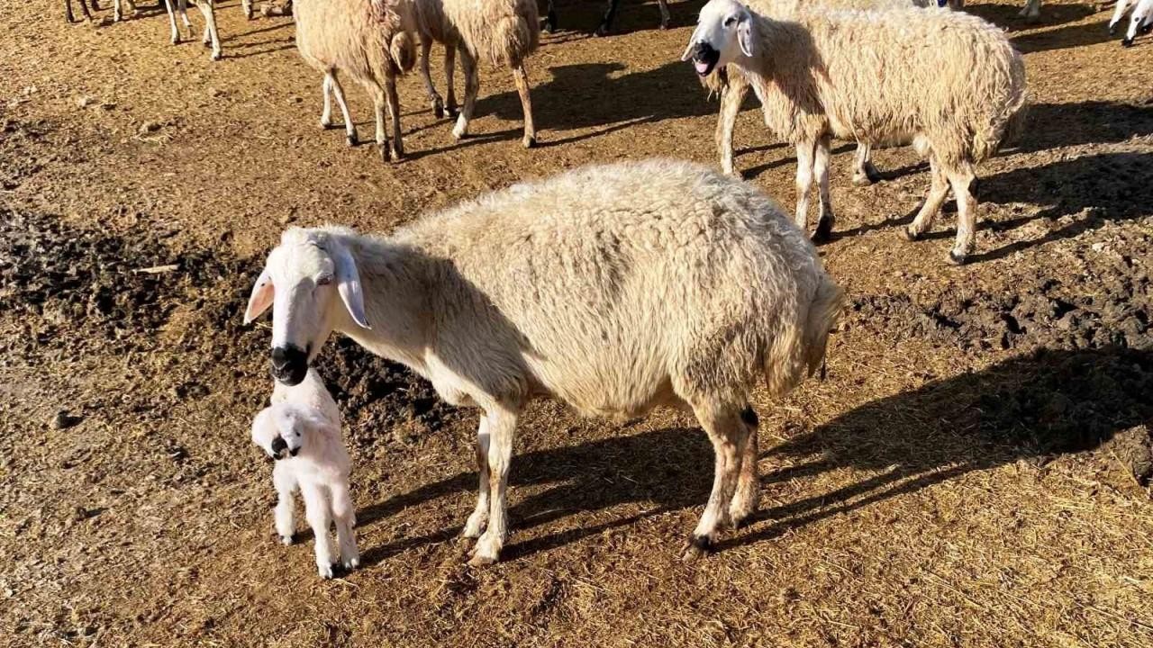 Bu Kuzu Farklı Kuzu