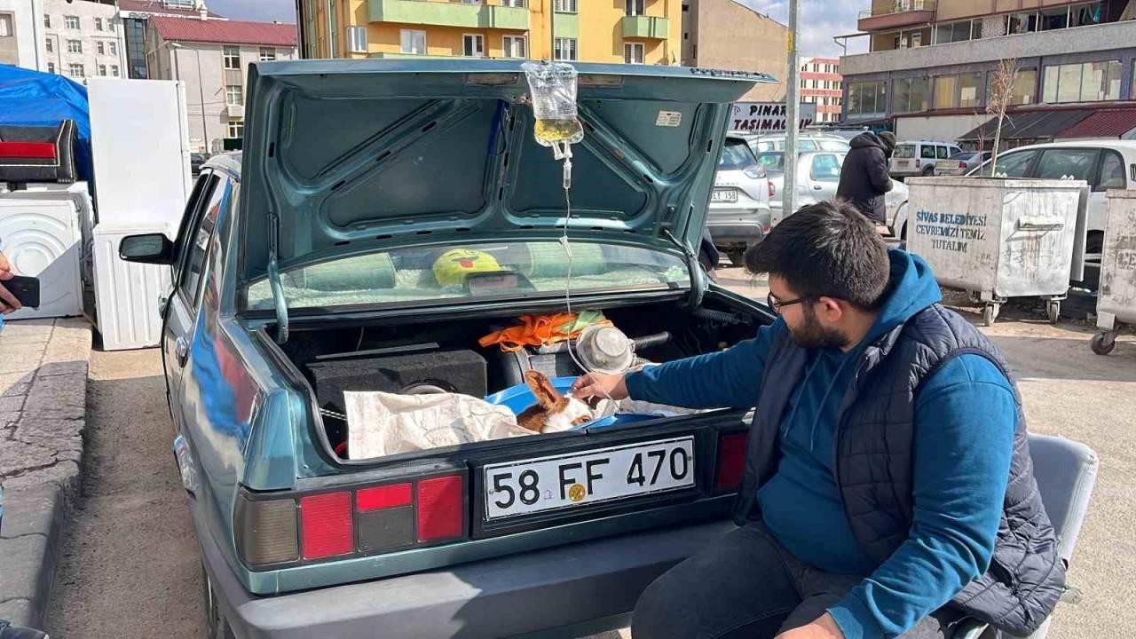 Sevimli Buzağı Bagajda Tedavi Oldu