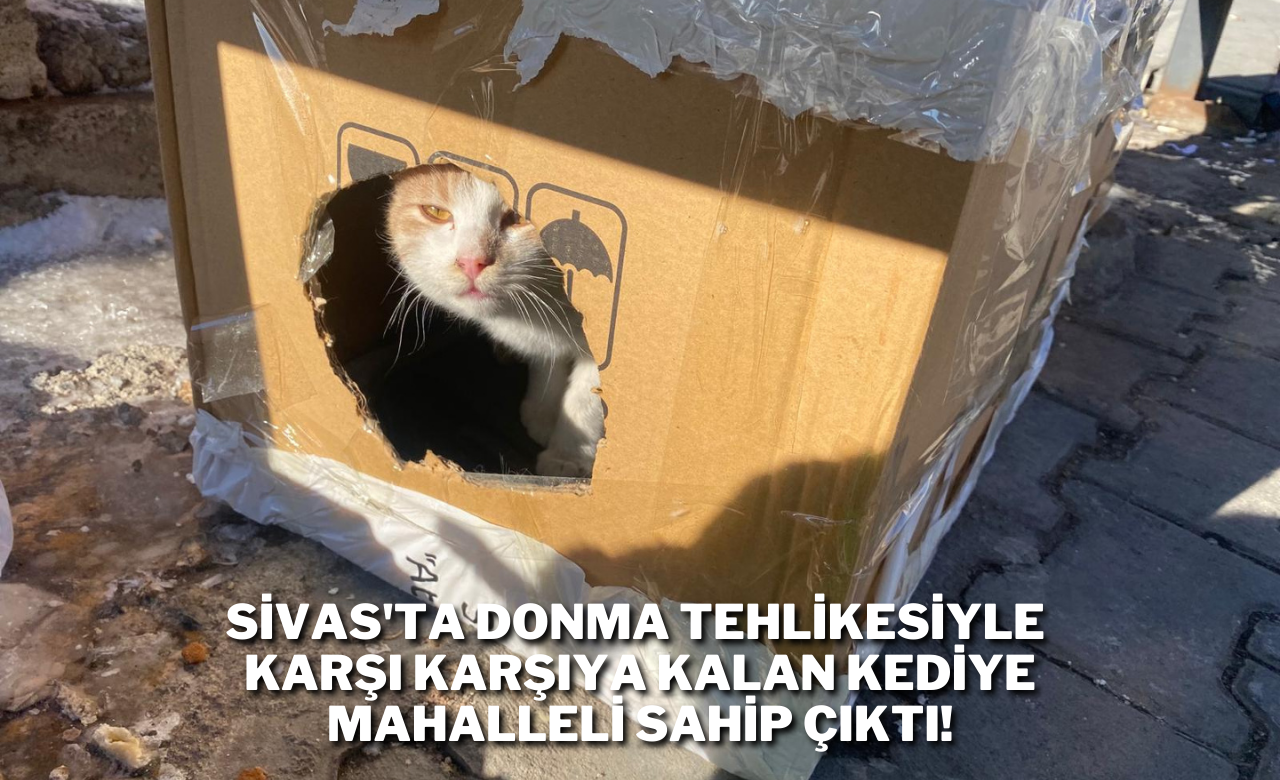 Sivas'ta Donma Tehlikesiyle Karşı Karşıya Kalan Kediye Mahalleli Sahip Çıktı!