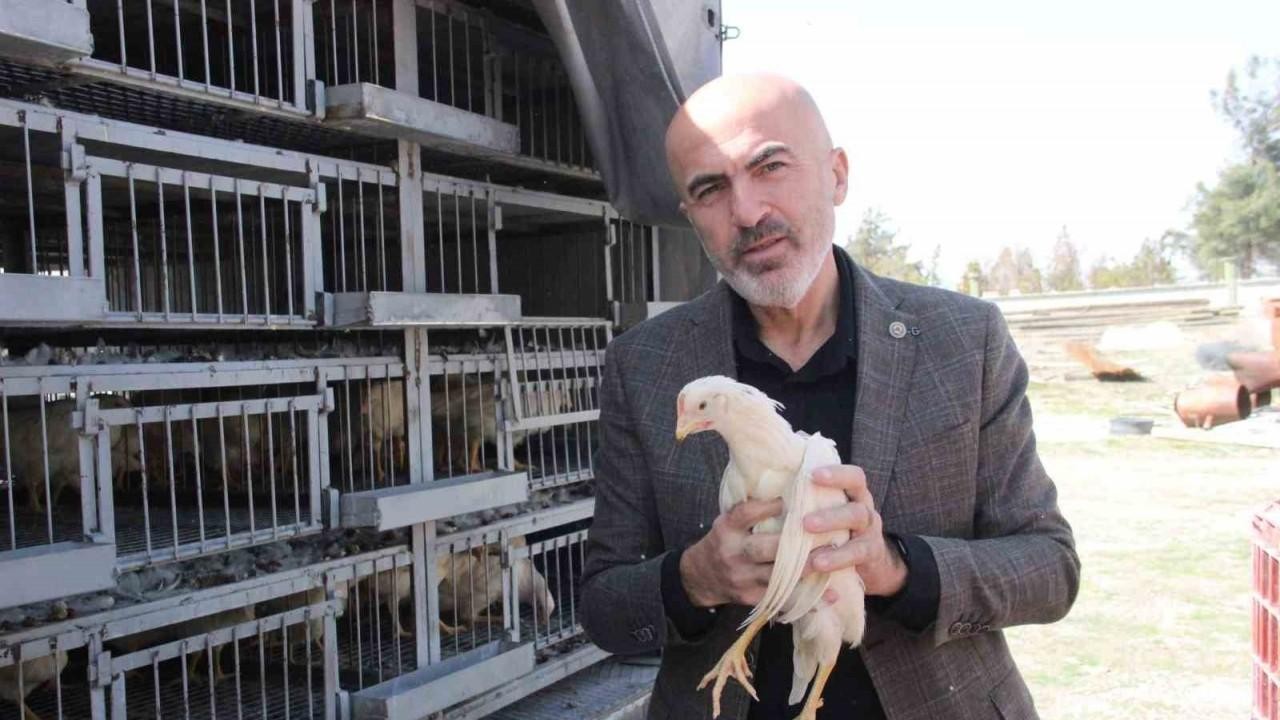 Karaman'da Köylülerin Sofralarına Kendi Yumurtaları Geliyor: Tavuk ve Horoz Dağıtımı Gerçekleşti!