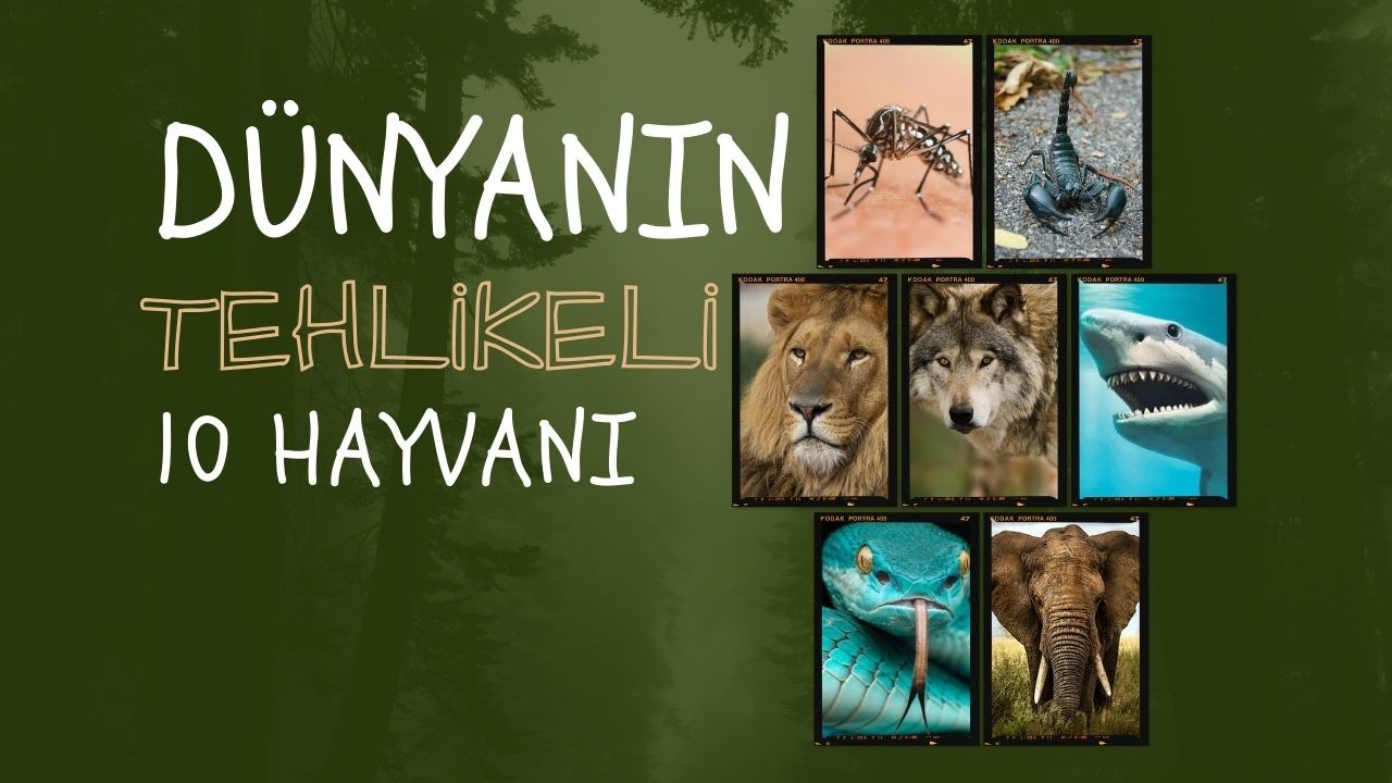 Dünyanın En Tehlikeli 10 Hayvanı: Karşılaşmadan Kaçınmanız Gereken Canlılar