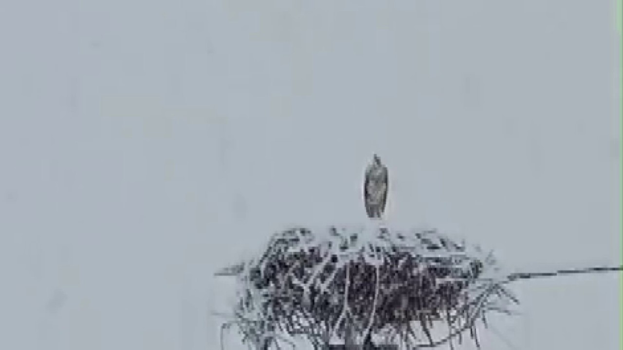 Sivas'ta Erken Göçen Leyleğe Kar Sürprizi