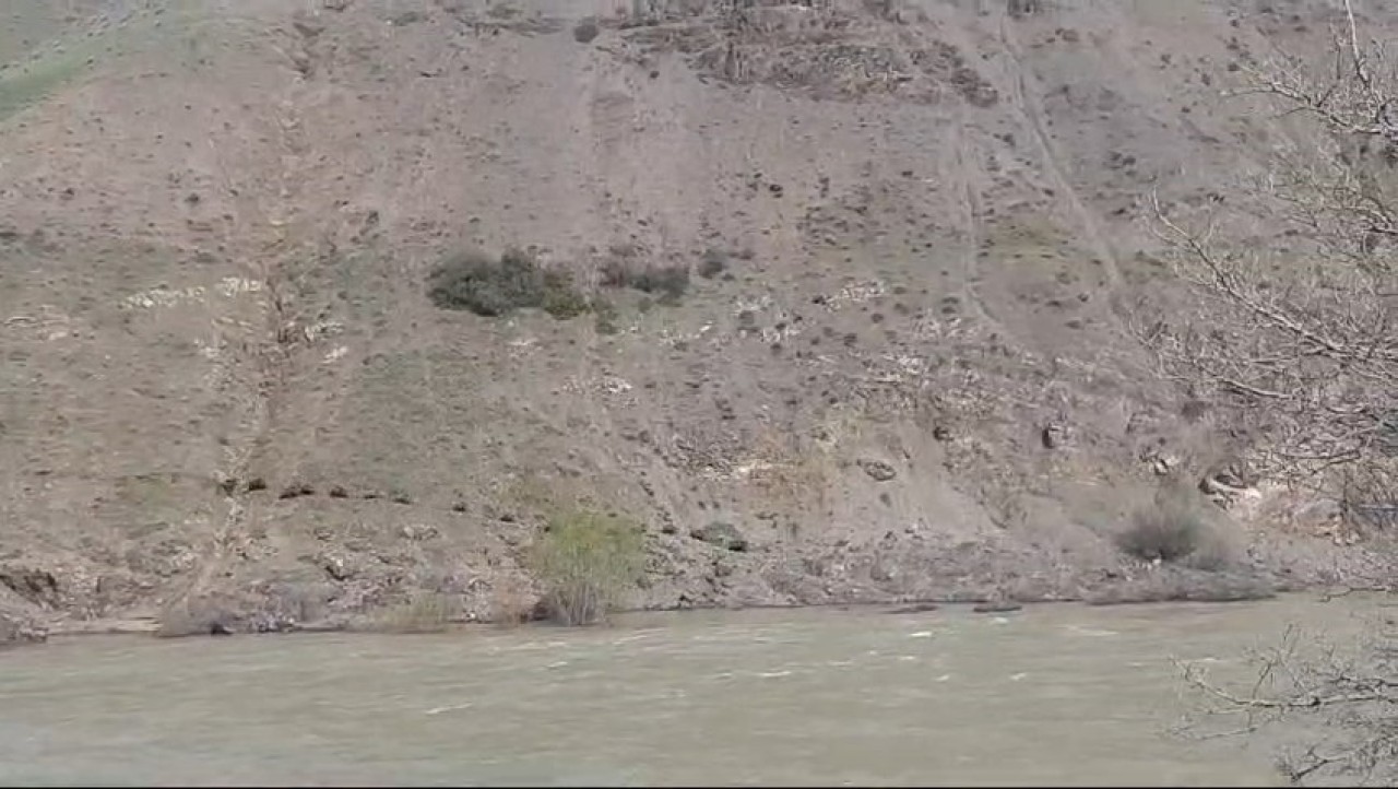 Elazığ Palu'da Domuz Sürüsü Panik Yarattı!