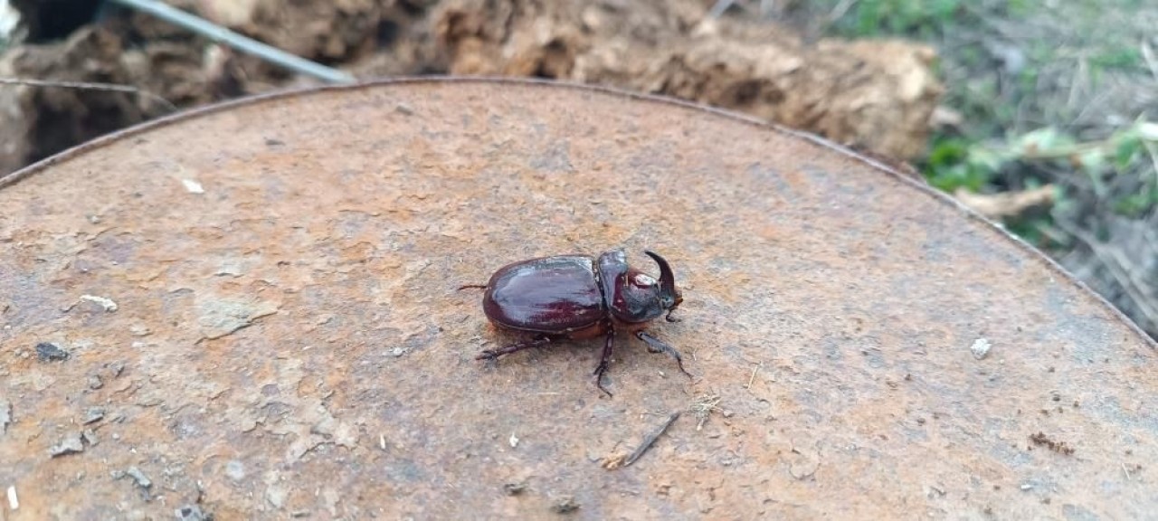 Dünyanın En Güçlü Böceği Hakkari'de Görüldü!