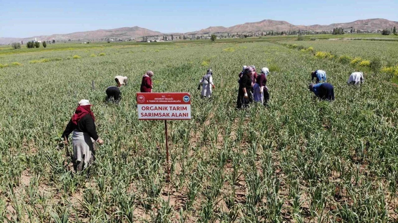Aksaray'dan Dünyaya: Organik Sarımsaklar Antibiyotik İlaç Sanayinde!