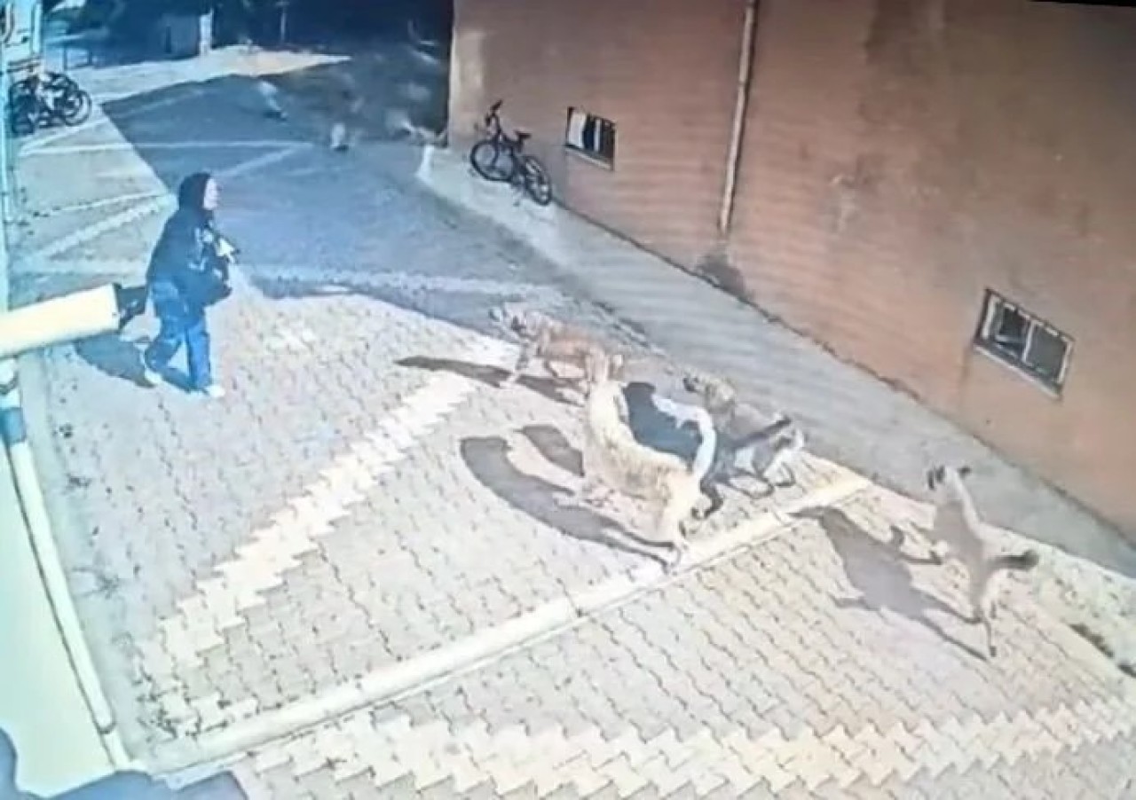 Konya'da Başıboş Köpekler Kız Öğrenciye Saldırdı